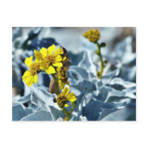 Brittlebush Encelia Farinosa Post Card