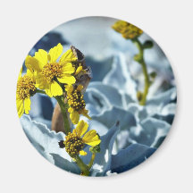 Brittlebush Encelia Farinosa Refrigerator Magnets