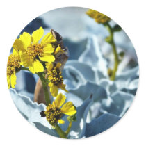 Brittlebush Encelia Farinosa Round Stickers