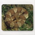 broad-banded copperhead snake mousepad