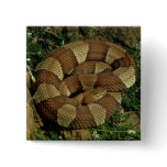 broad-banded copperhead snake pinback button