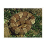 broad-banded copperhead snake postcard