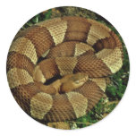 Broad-banded copperhead stickers