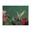 Broad-billed Hummingbird, Cynanthus postcards