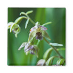 Broad-Leaved Helleborine magnets