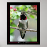 Broad Tail posters
