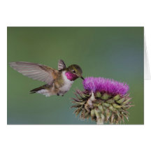 Broad-tailed Hummingbird, Selasphorus 2 Cards