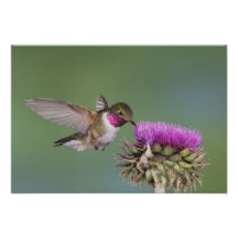 Broad-tailed Hummingbird, Selasphorus 2 Photo Art