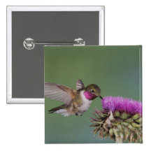 Broad-tailed Hummingbird, Selasphorus 2 Pins
