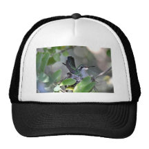 Broadbilled Hummingbird Nesting Trucker Hat