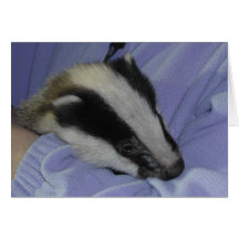 Brockwatch badger greetings card