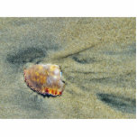 Broken Crab Shell On The Silver Strand Beach In Co Acrylic Cut Out