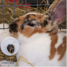 Broken tri colour mini rex rabbit head on waterer photo cut outs