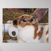Broken tri colour mini rex rabbit head on waterer posters