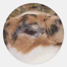 Broken tri colour mini rex rabbit head on waterer round stickers