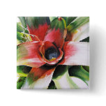 Bromelia Neoregelia sp buttons