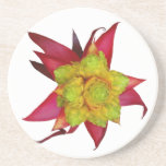 Bromeliad Coaster