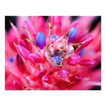 Bromeliad Personalised Announcements