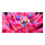Bromeliad photo cards