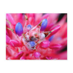 Bromeliad
