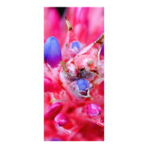 Bromeliad Rack Card Design