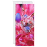 Bromeliad rack cards