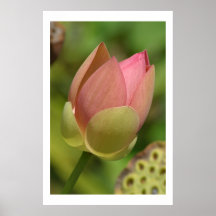 Bronx Lotus Posters