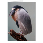 Bronx Zoo 127 bird 2a Greeting Card