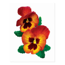 Bronze and Yellow Pansies Post Cards