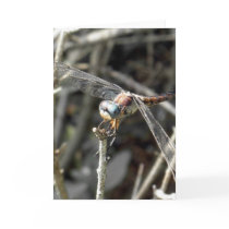 Bronze Dragonfly Cards