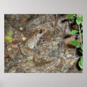 Bronze Frog Camoflaged posters