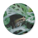 Bronze Frog in Prayer Plant magnets