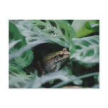 Bronze Frog in Prayer Plant postcards