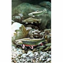 Brook Trout Photo Cut Outs