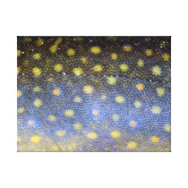 Brook Trout Scales Photography