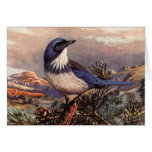 Brooks' Western Scrub-Jay Greeting Card