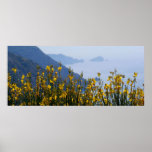 Broom Cinque Terre Poster