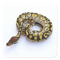 Brown and Gold Ball Python 2 Sticker