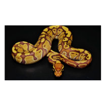 Brown and Gold Ball Python Business Card Template