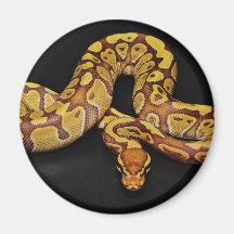 Brown and Gold Ball Python Fridge Magnets