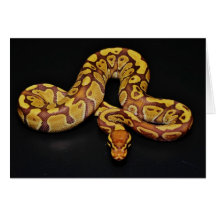 Brown and Gold Ball Python Greeting Cards
