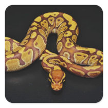 Brown and Gold Ball Python Square Stickers