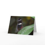 Brown and White Butterfly Greeting Cards
