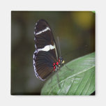 Brown and White Butterfly Fridge Magnet