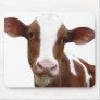 Brown and White Dairy Cow