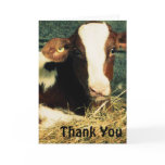 Brown and White Milk Cow cards