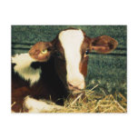 Brown and White Milk Cow