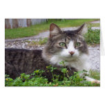 Brown and White Tabby Cat Greeting Card