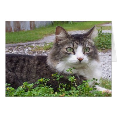 Brown and White Tabby Cat Greeting Card by Chriscat