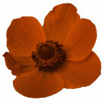 Brown Anemone Photo Sculpture photo sculptures